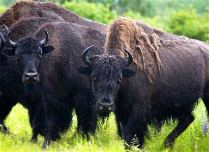 Image title: Wood bison or mountain buffalo bison bison athabascae
Image from Public domain images website, http://www.public-domain-image.com/full-image/fauna-animals-public-domain-images-pictures/bi