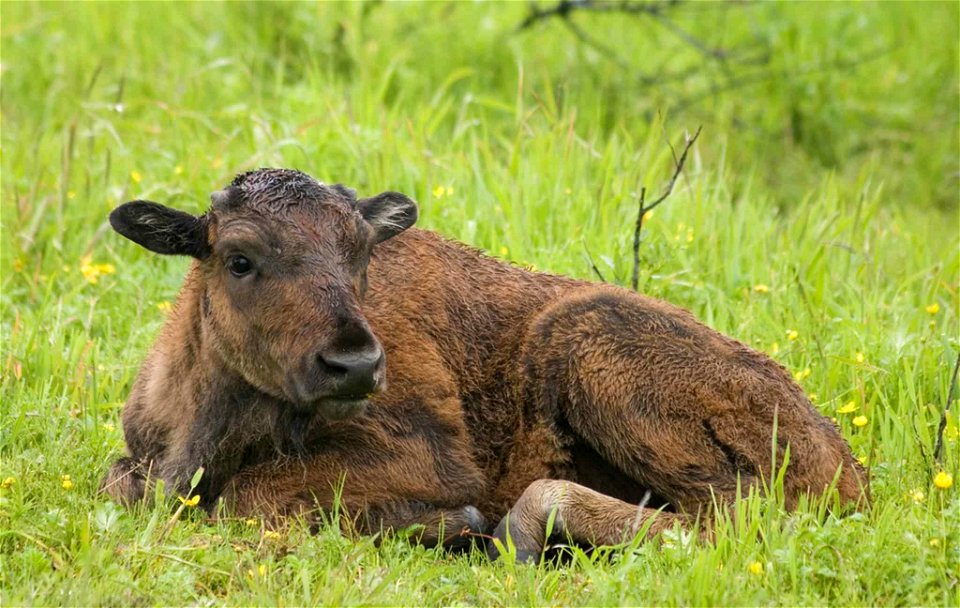Image title: Wood buffalo or mountain buffalo calf lying on the grass bison bison athabascae
Image from Public domain images website, http://www.public-domain-image.com/full-image/fauna-animals-public