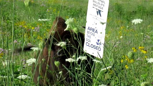That's the spot! Bison at Neal Smith National Wildlife Refuge in Iowa enjoy using signs and other objects as scratching posts. Video by Tenlea Turner/USFWS. photo