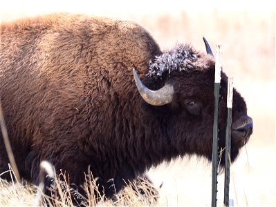 Taken at Rocky Mountain Arsenal National Wildlife Refuge, just outside of Denver, Colorado. Bison will use just about anything to scratch that itch! Photo Credit: Ryan Moehring / USFWS photo