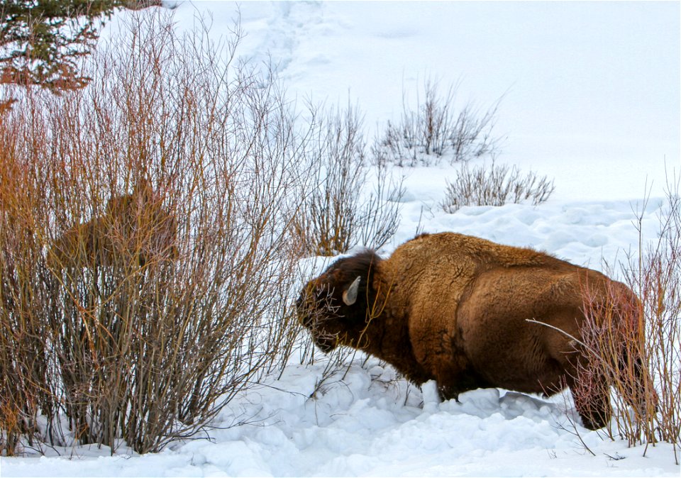 Bull bison browsing on willows near Pebble Creek