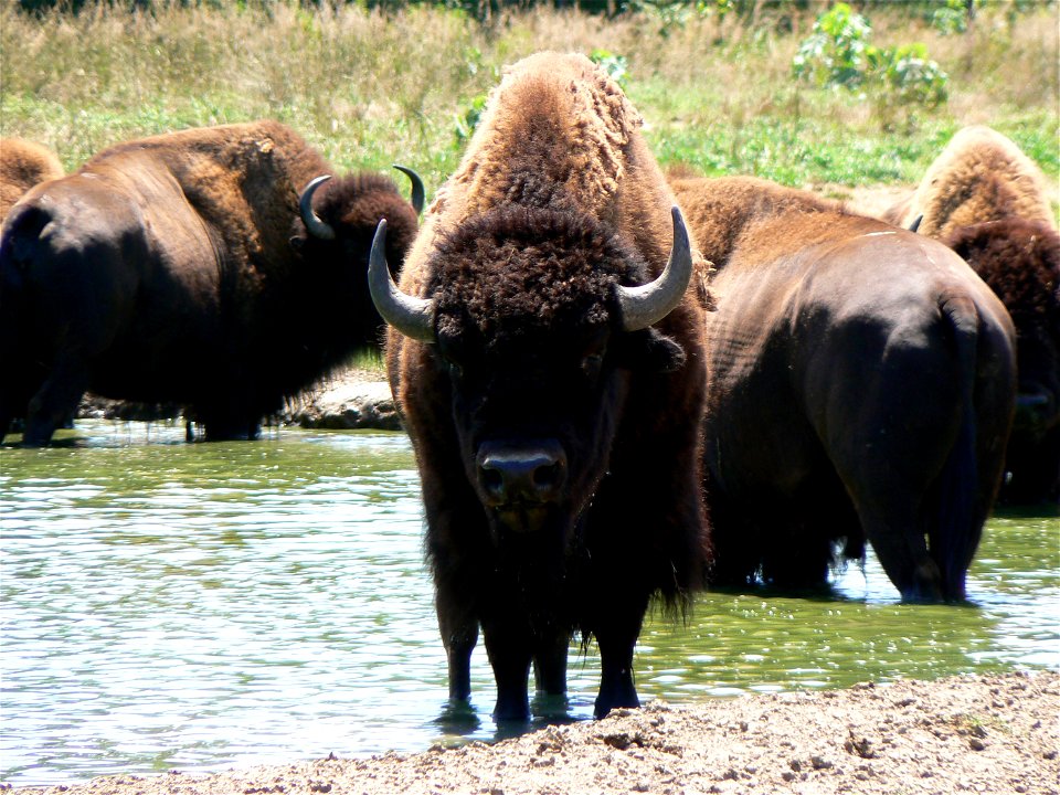 Bison Bison bison at a watering hole
