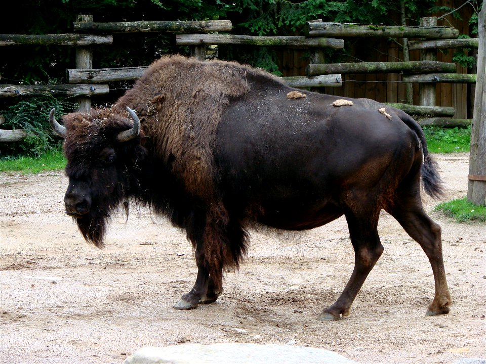 Bison d'Amérique femelle (Bison bison), zoo d'Amnéville.
