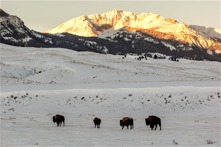 Bison and Electric Peak at sunrise photo