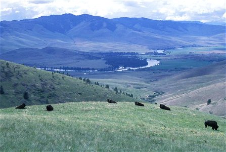 Image title: Bison at the national bison range
Image from Public domain images website, http://www.public-domain-image.com/full-image/fauna-animals-public-domain-images-pictures/bison-buffalo-public-d