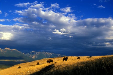 National Bison Range, MT
October 2003
Photo: Ryan Hagerty, USFWS

Bison had been hunted to the verge of extinction when Congress created the National Bison Range in 1908, helping set the stage for the