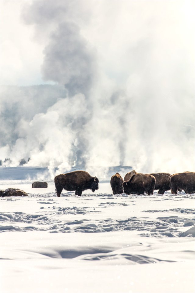 Bison group in Lower Geyser Basin in winter