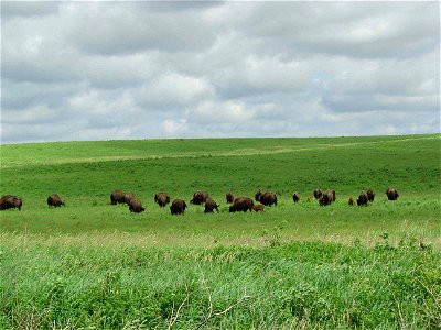 Image title: Bison herd grazing
Image from Public domain images website, http://www.public-domain-image.com/full-image/fauna-animals-public-domain-images-pictures/bison-buffalo-public-domain-images-pi