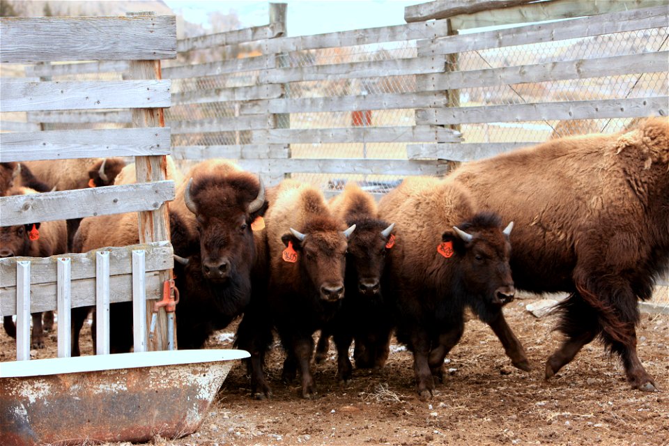 Bison in Corwin Springs