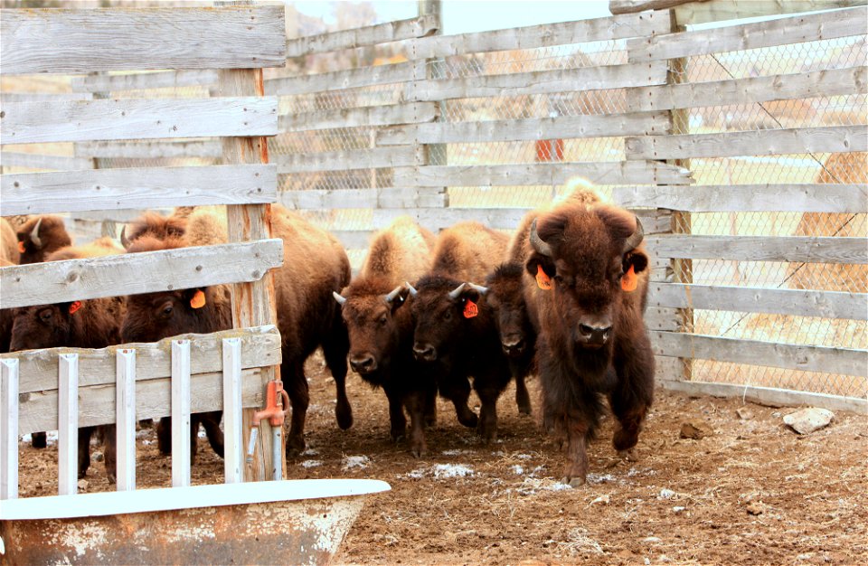 Bison in Corwin Springs - 2010