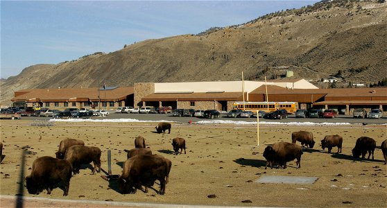 Bison on Gardiner, MT. school football field