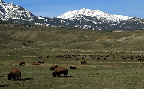 Bison near the North Entrance of Yellowstone photo