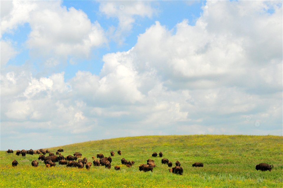 Bison graze on Ordway Prairie owned and managed by the Nature Conservancy.  Site has a USFWS grassland easement protecting it in perpetuity.  It is situated in the center of a large block of the Prair