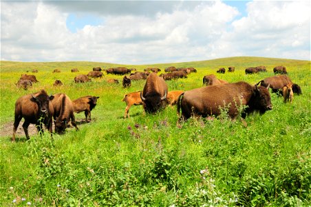 Bison graze on Ordway Prairie, owned and managed by the Nature Conservancy. Site has a USFWS grassland easement protecting it in perpetuity. It is situated in the center of a large block of the Prai photo
