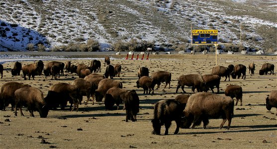 Bison on the football field