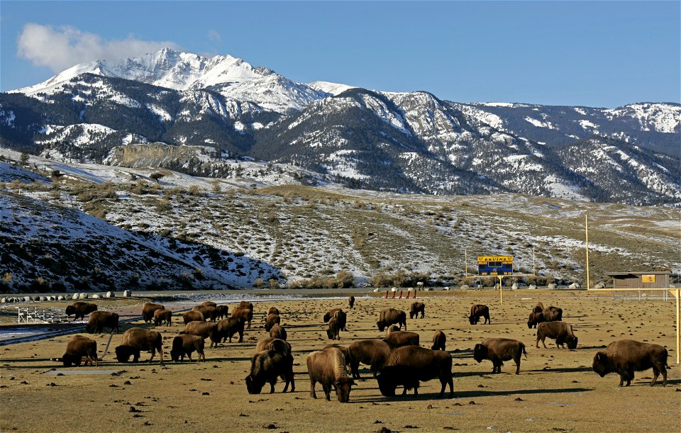 Bison on the football field