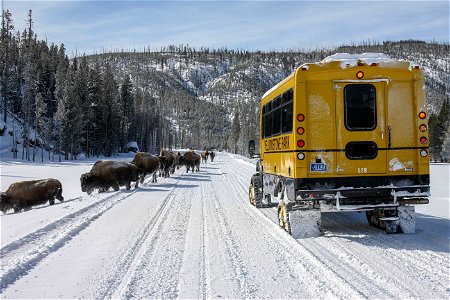 Bison on the road in winter