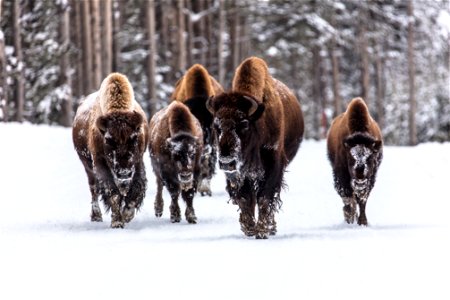 Bison walking on a road in winter
