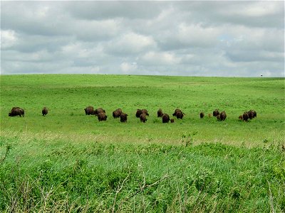 Image title: Bisons in field Image from Public domain images website, http://www.public-domain-image.com/full-image/fauna-animals-public-domain-images-pictures/bison-buffalo-public-domain-images-pictu photo