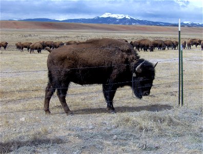 Buffalo near Breckenridge, Colorado. photo