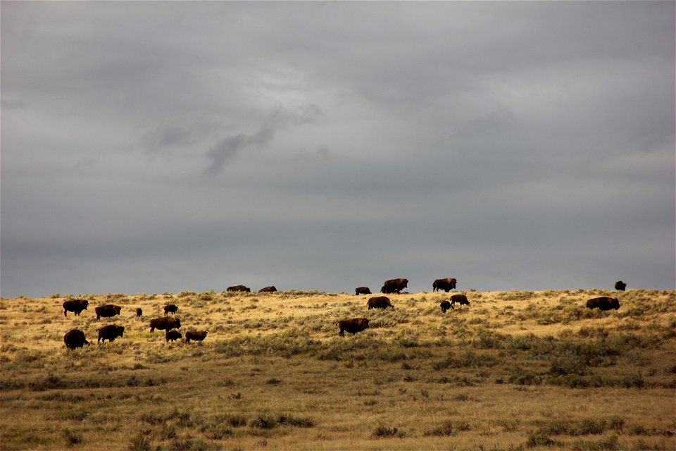 Buffalo on Native Grassland in Western South Dakota. Photo by 
Gary Hendrickson 
Civil Engineering Technician
USDA Natural Resources Conservation Service 

Belle Fourche, South Dakota