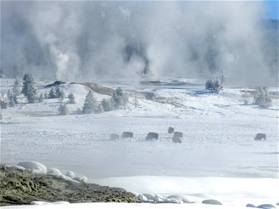 Bison photo