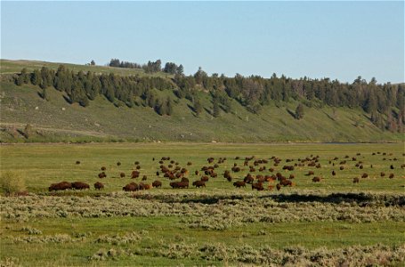 Bison herd photo
