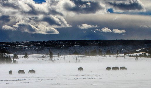 Bison photo