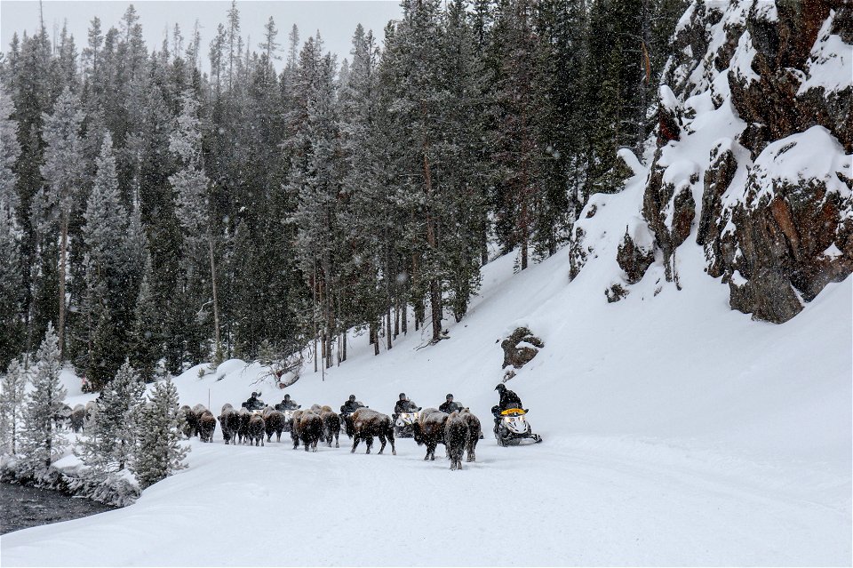 Snowmobiles and bison