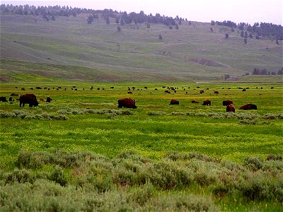 Image title: Lamar valley buffalo Image from Public domain images website, http://www.public-domain-image.com/full-image/fauna-animals-public-domain-images-pictures/bison-buffalo-public-domain-images- photo