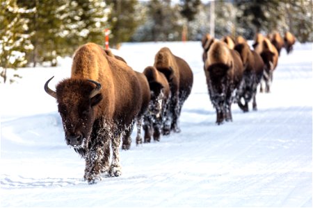 Group of bison on the road in winter