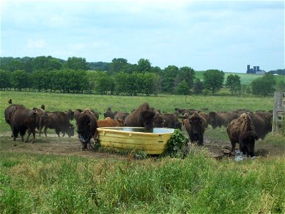 American Bison herd at Silver Bison Ranch, Wisconsin, USA. photo
