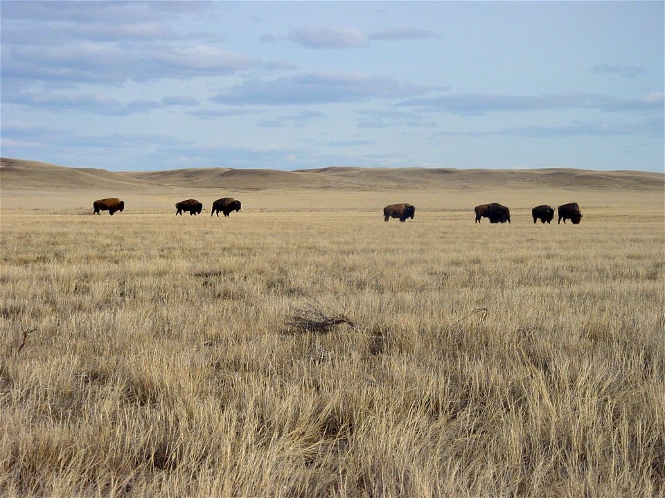 Bison in Grasslands National Park, SK (West Block)