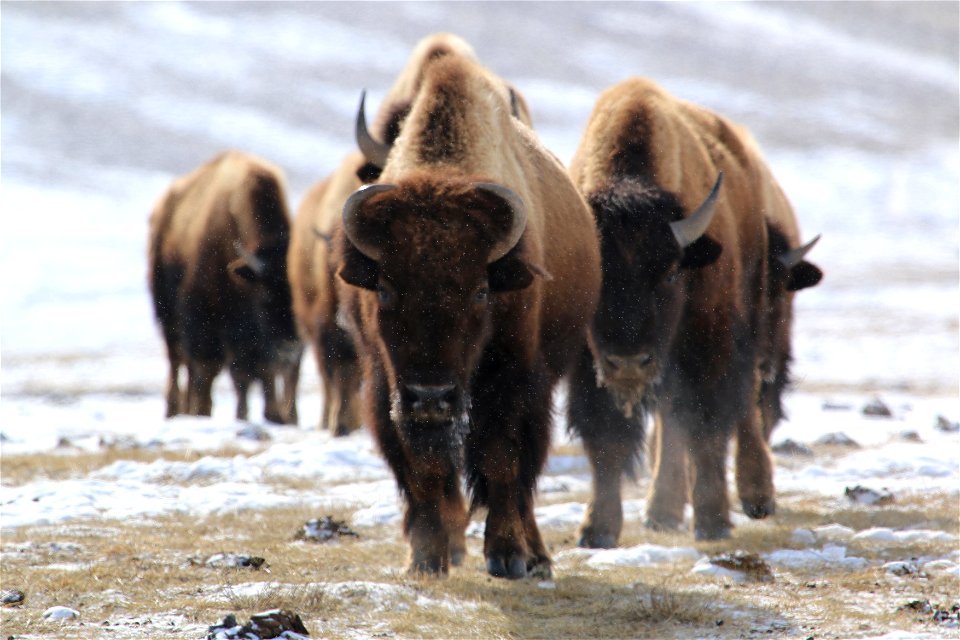 A group of buffalo trudge across the landscape at the National Elk Refuge.

Credit: Lori Iverson / USFWS