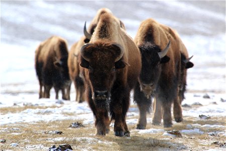 A group of buffalo trudge across the landscape at the National Elk Refuge.

Credit: Lori Iverson / USFWS