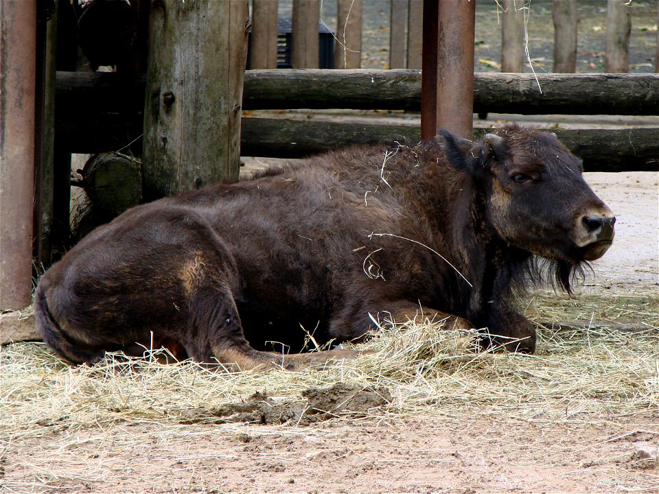Jeune bison d'Amérique (Bison bison), zoo d'Amnéville.