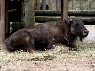 Jeune bison d'Amérique (Bison bison), zoo d'Amnéville.