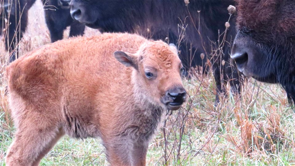 This little bison set a new record! This is the first time a bison calf has been born in November at Neal Smith National Wildlife Refuge in Iowa.

Photo by Doreen Van Ryswyk/USFWS.