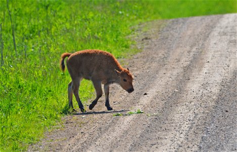 Photo by Joanna Gilkeson/USFWS