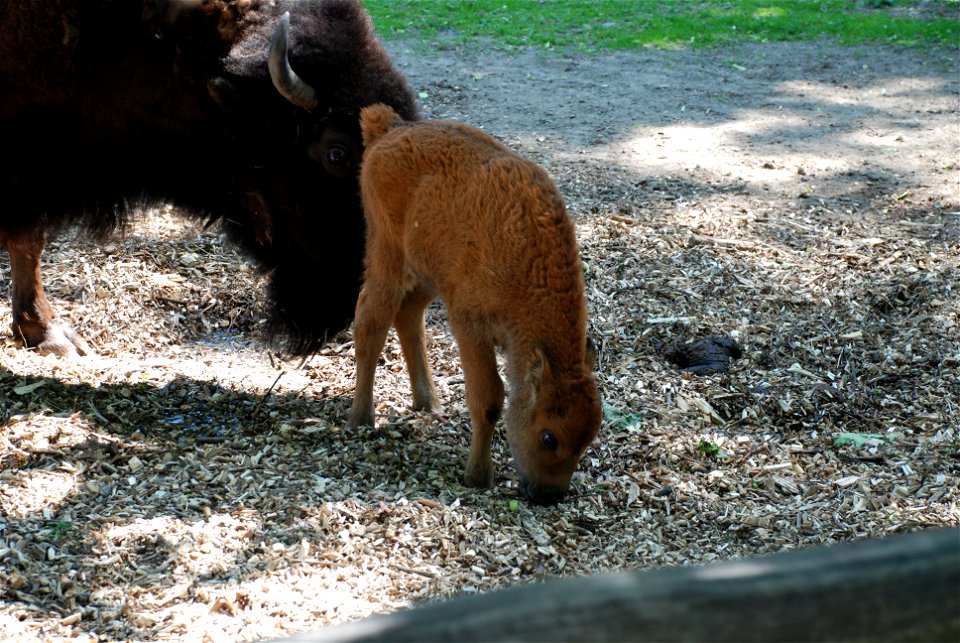 Bison calf (Bison bison) at the Kiev Zoo