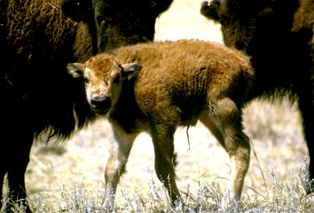 Image title: Bison with calf Image from Public domain images website, http://www.public-domain-image.com/full-image/fauna-animals-public-domain-images-pictures/bison-buffalo-public-domain-images-pictu photo
