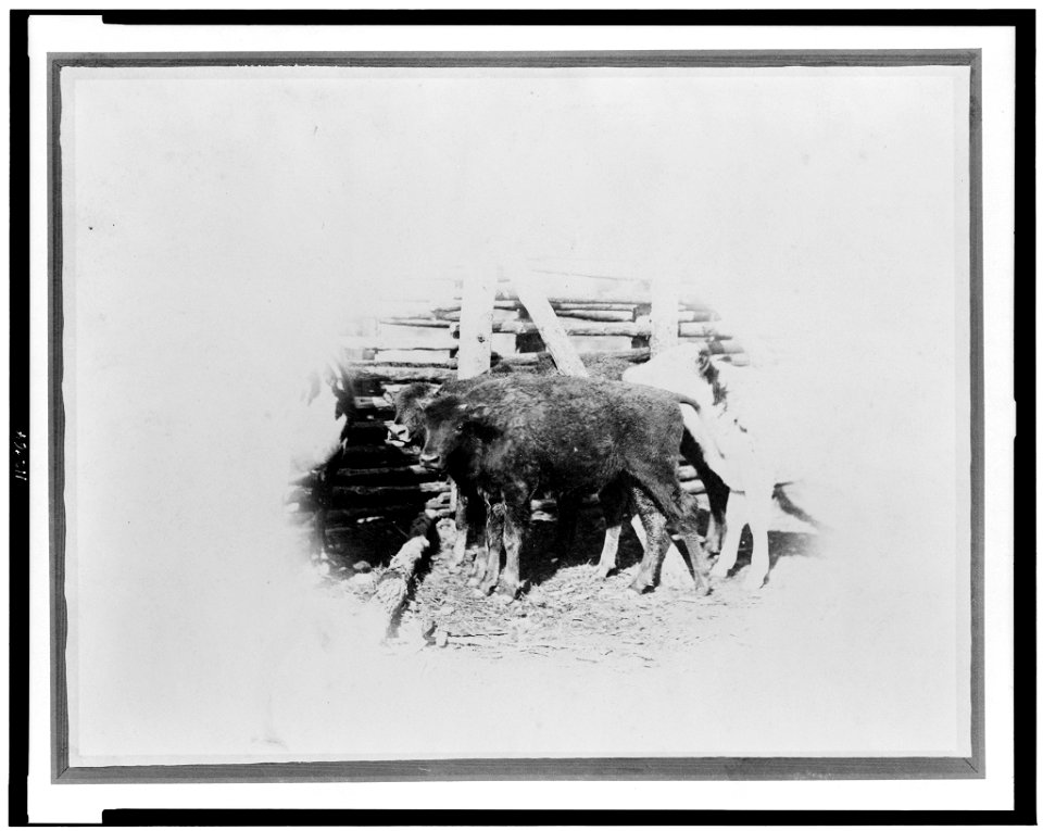 Title: Young buffalo calves near fence
Abstract/medium: 1 photographic print.