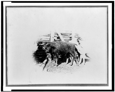 Title: Young buffalo calves near fence
Abstract/medium: 1 photographic print.