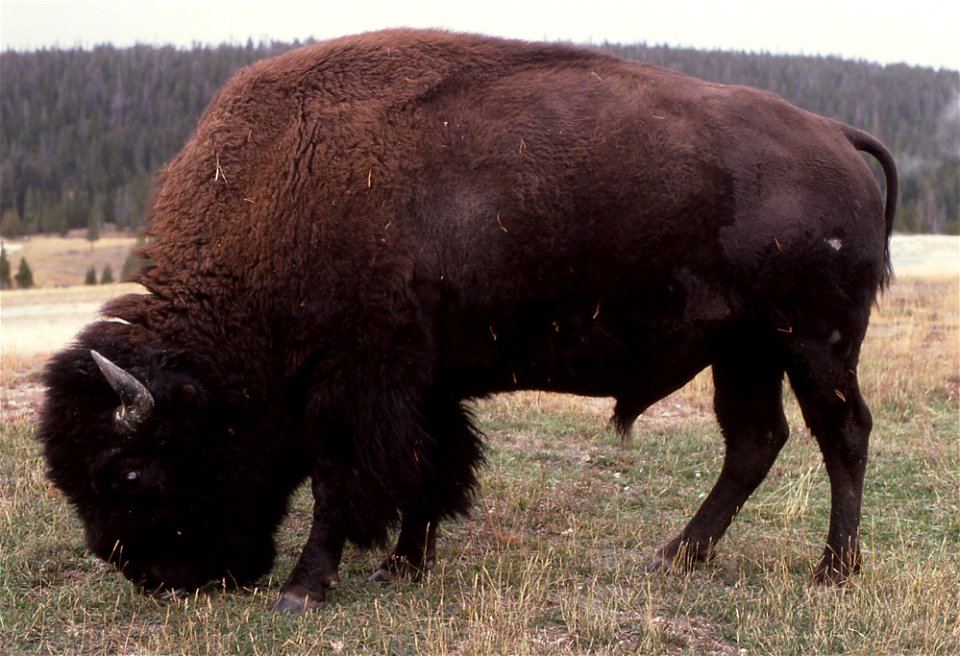Close up of bison grazing