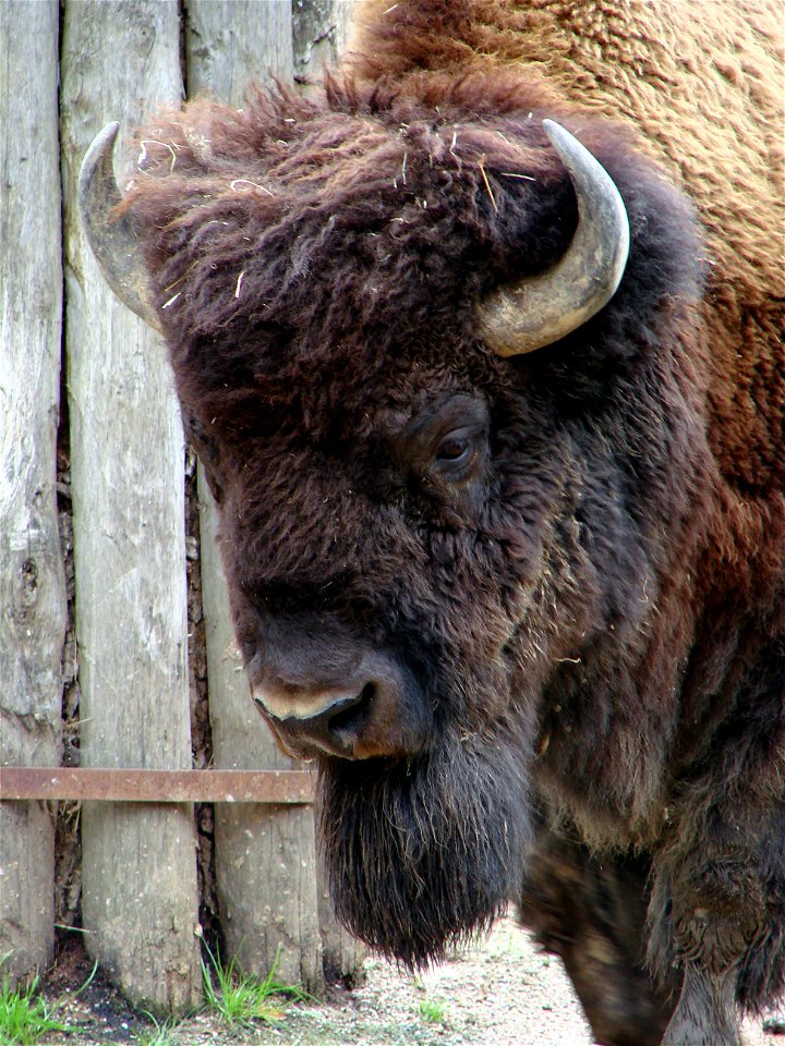 Bison d'Amérique mâle (Bison bison), zoo d'Amnéville.