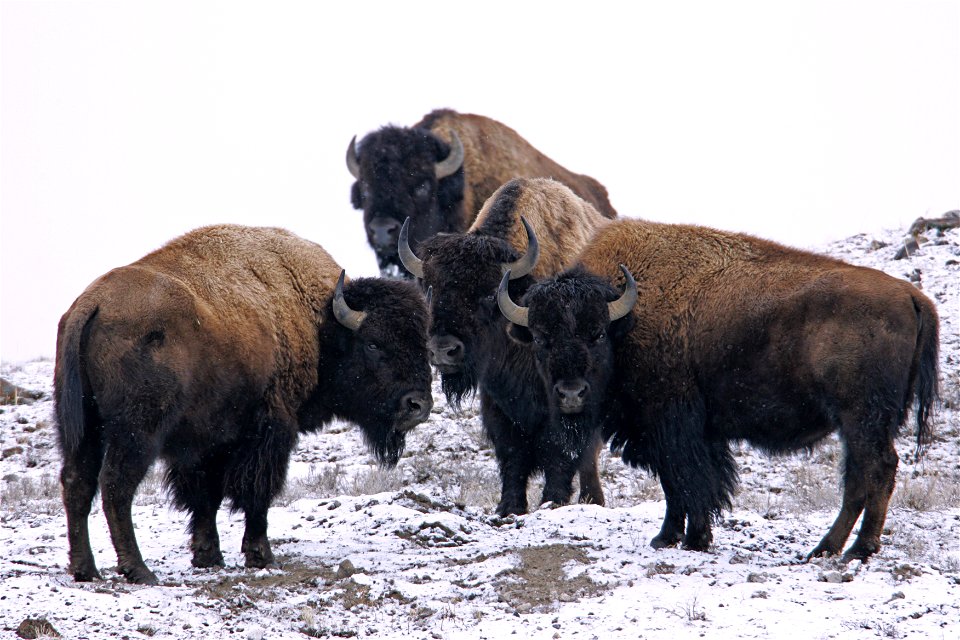 Four bison bulls