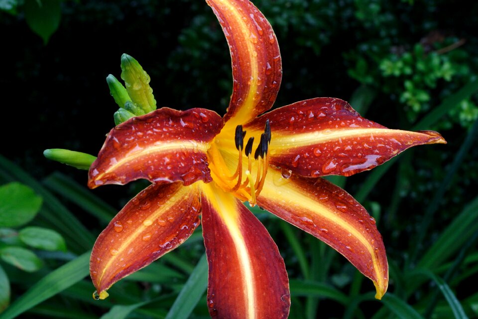 Flower nature plant