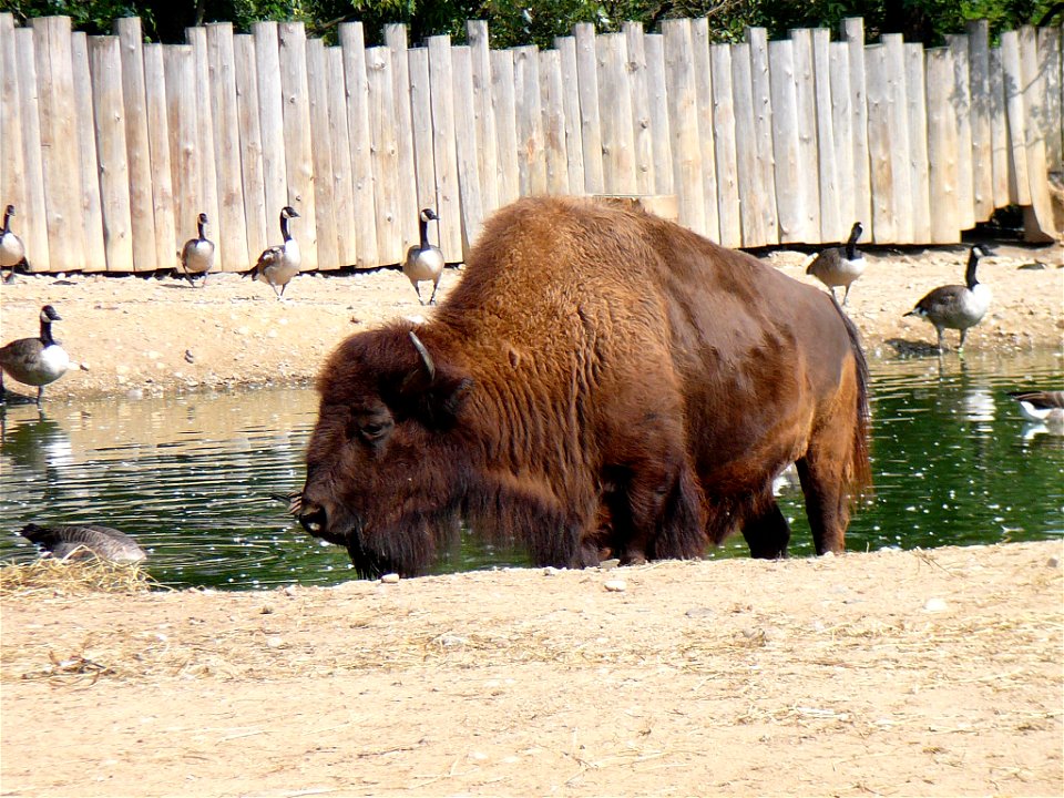 Bison bison in Prague ZOO