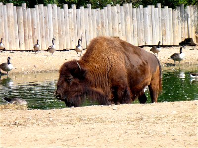 Bison bison in Prague ZOO