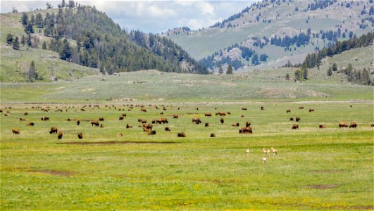 Bison and pronghorn in Lamar Valley; Diane Renkin; May 2016; Catalog #20598d; Original #IMG_0722-1-2 photo